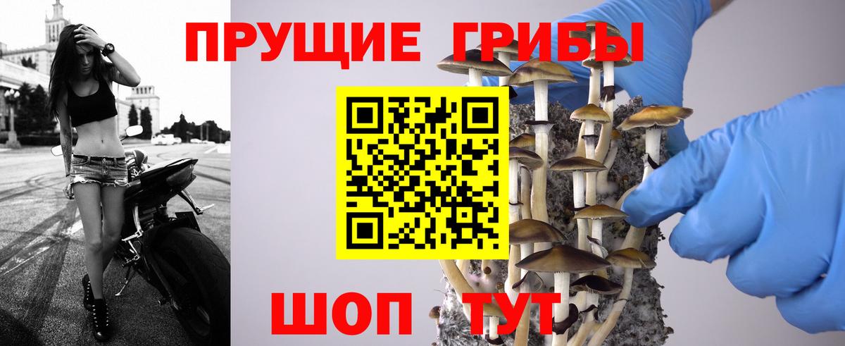 Курчатов  Псилоцибиновые грибы Psilocybe  Вход с VPN  Галлюциногенные грибы прущие грибы 